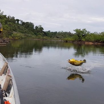 E, do nada, a isca que nadava suavemente, é violentamente atacada e inicia-se o bom combate !