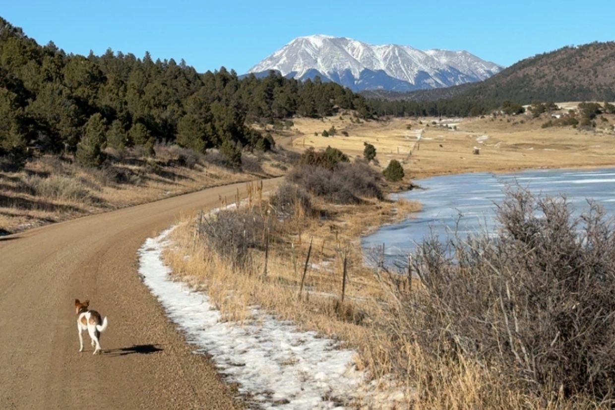 Photo of my dog, Tim walking up the road past a lake towards West Spanish Peak.