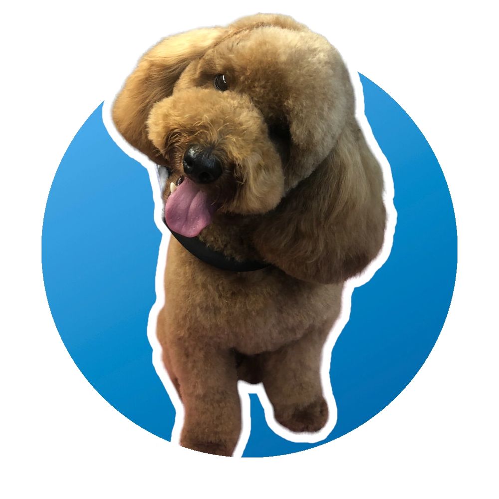 Fluffy brown dog with tongue out against a blue circular background.