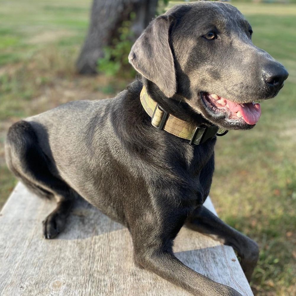 Jet placing for a treat!