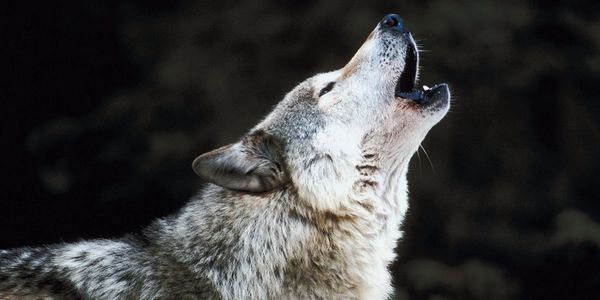 A wolf howling with its head tilted back in a dark setting.