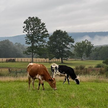Puesta Del Sol farm animals. A view of our long horn steers pasturing in our beautiful mountain sett