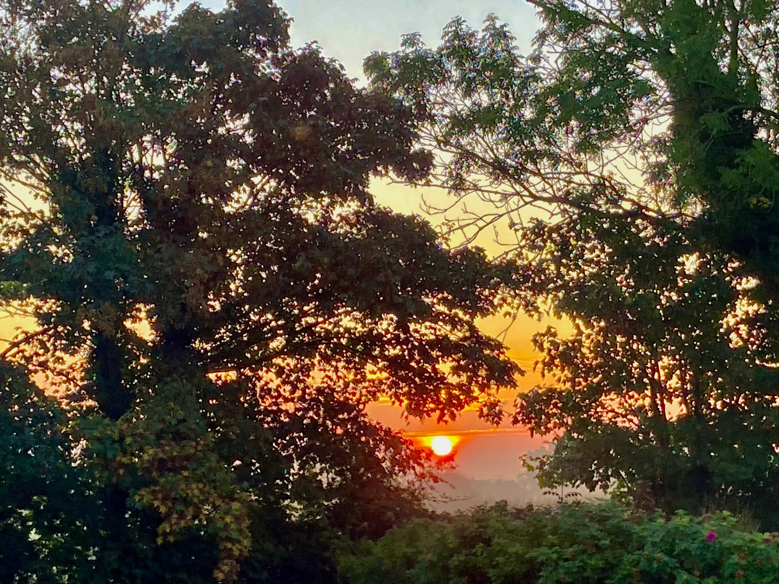 Sun set and trees in Brisley village Norfolk