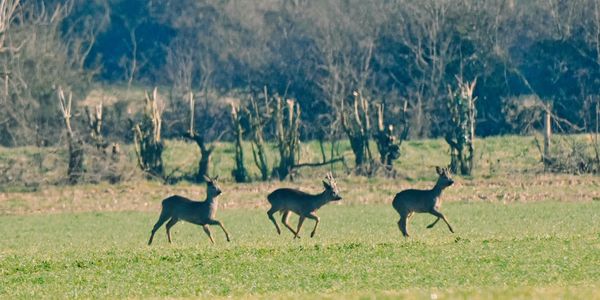 Deer running in Brisley Village Norfolk