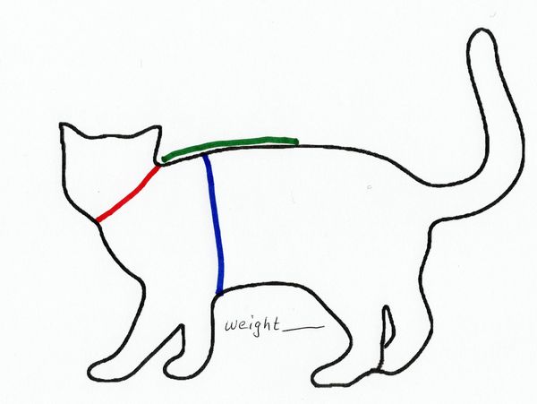 Simple outline drawing of a cat with lines indicating where measurements, in inches, should be taken