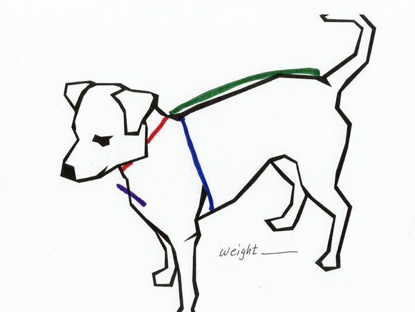 Simple drawing of dog with lines indicating where measurements, in inches, should be taken to get a 