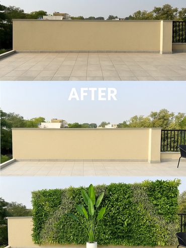 Transformation of a plain balcony wall into a vibrant green vertical garden.