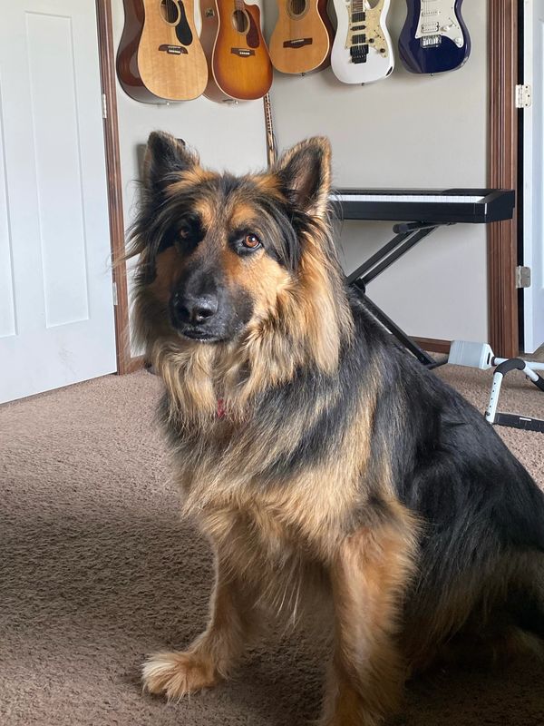 A German Shepherd dog sitting indoors with guitars in the background.