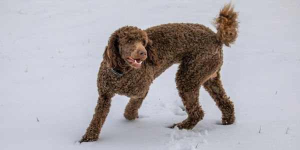 Brown curly-haired dog running in the snow.