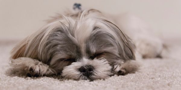 Small dog sleeping on carpet