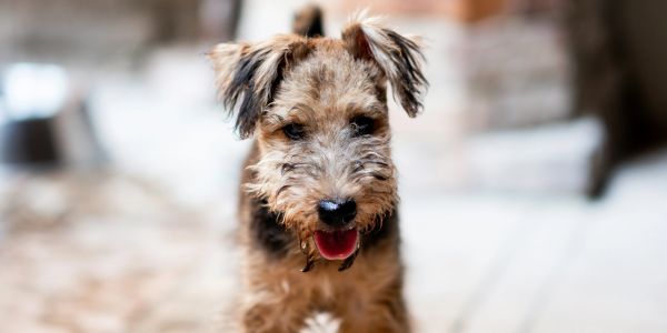 Adorable small dog with fluffy fur looking down.