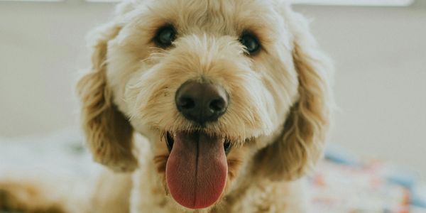 Close-up of a happy dog with tongue out.