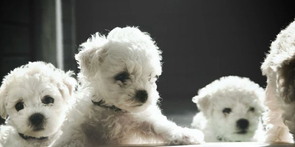 Four white fluffy puppies indoors.