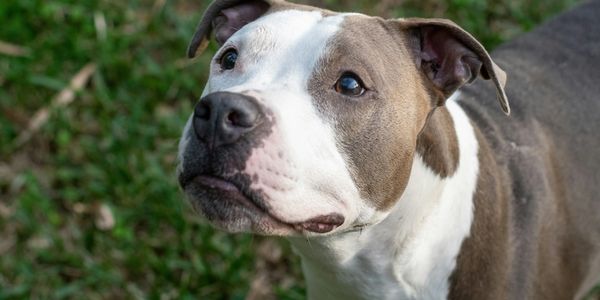 Close-up of a pit bull with a curious expression.