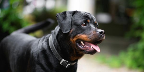 Happy Rottweiler dog panting outdoors.