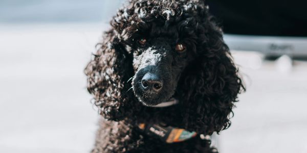 Close-up of a black poodle with curly fur.