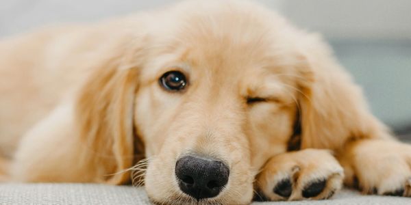 Golden retriever puppy winking lying down.