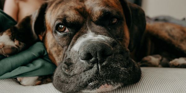 Close-up of a resting brindle dog.