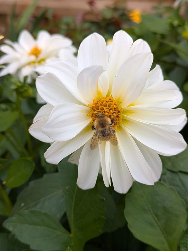Bee on a white flower collecting nectar.