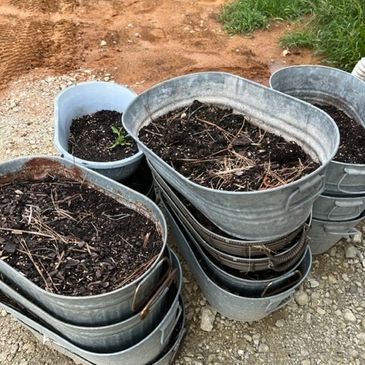Galvanized tubs waiting for herbs