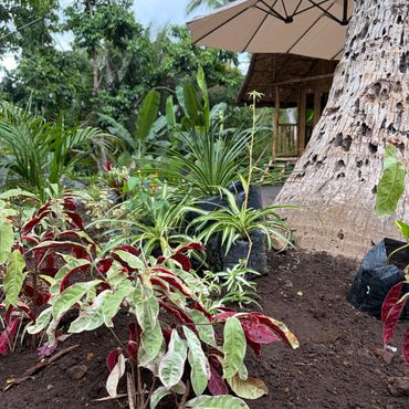 A vibrant garden with tropical plants and a large umbrella near a tree.