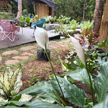 Peace lilies and lush greenery in a tranquil outdoor garden with seating area.