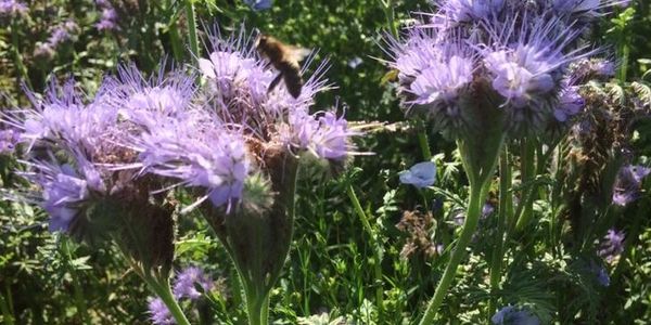 Bee phacelia plots flowers bees environmental stewardship