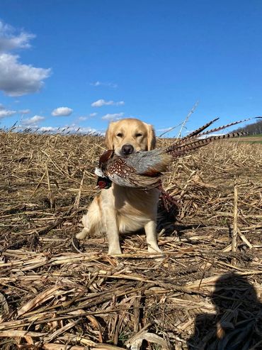 Finn with a pheasant