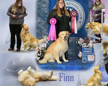 Finn in the show ring