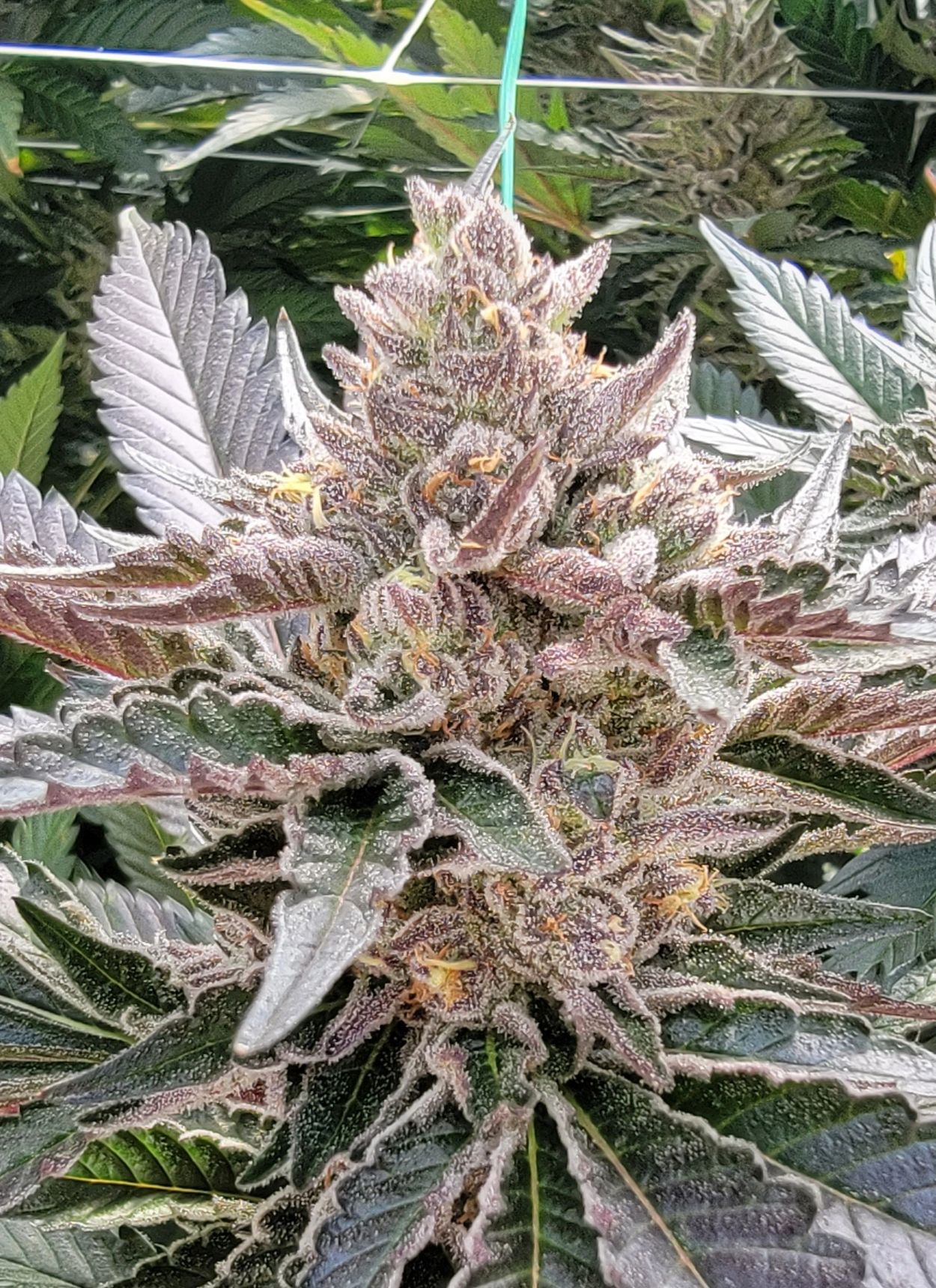 Apples & Bananas, light dep