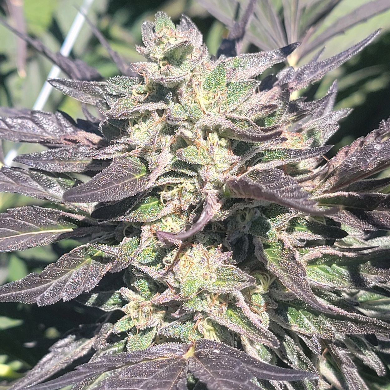 Gary Payton x Temptation Ballerz