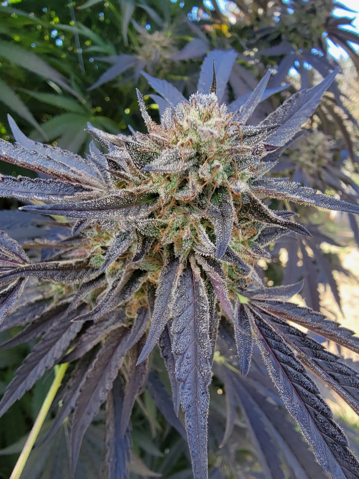 Gary Payton x Temption Ballerz ballerz strain ballerz lit farms