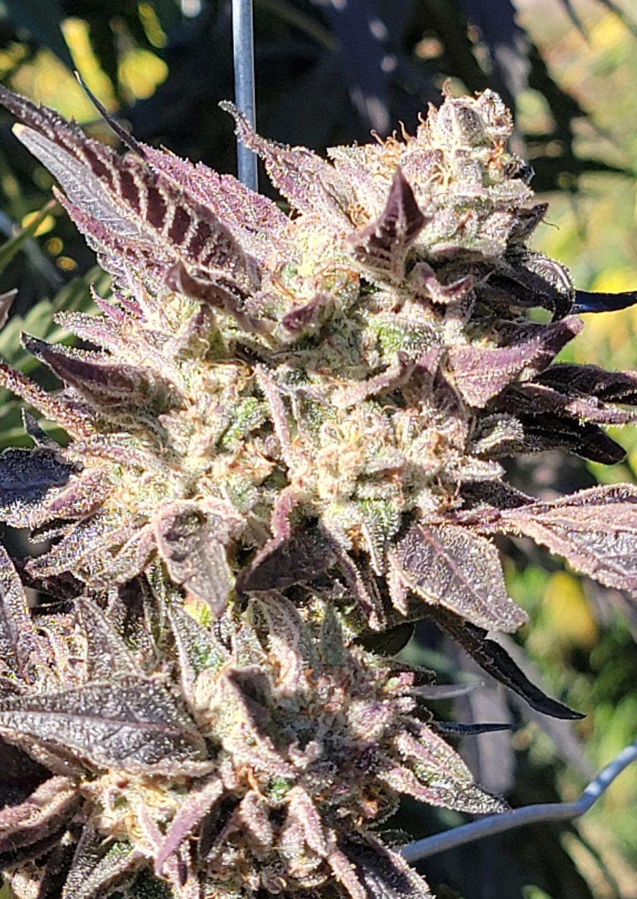 Gary Payton x Temptation