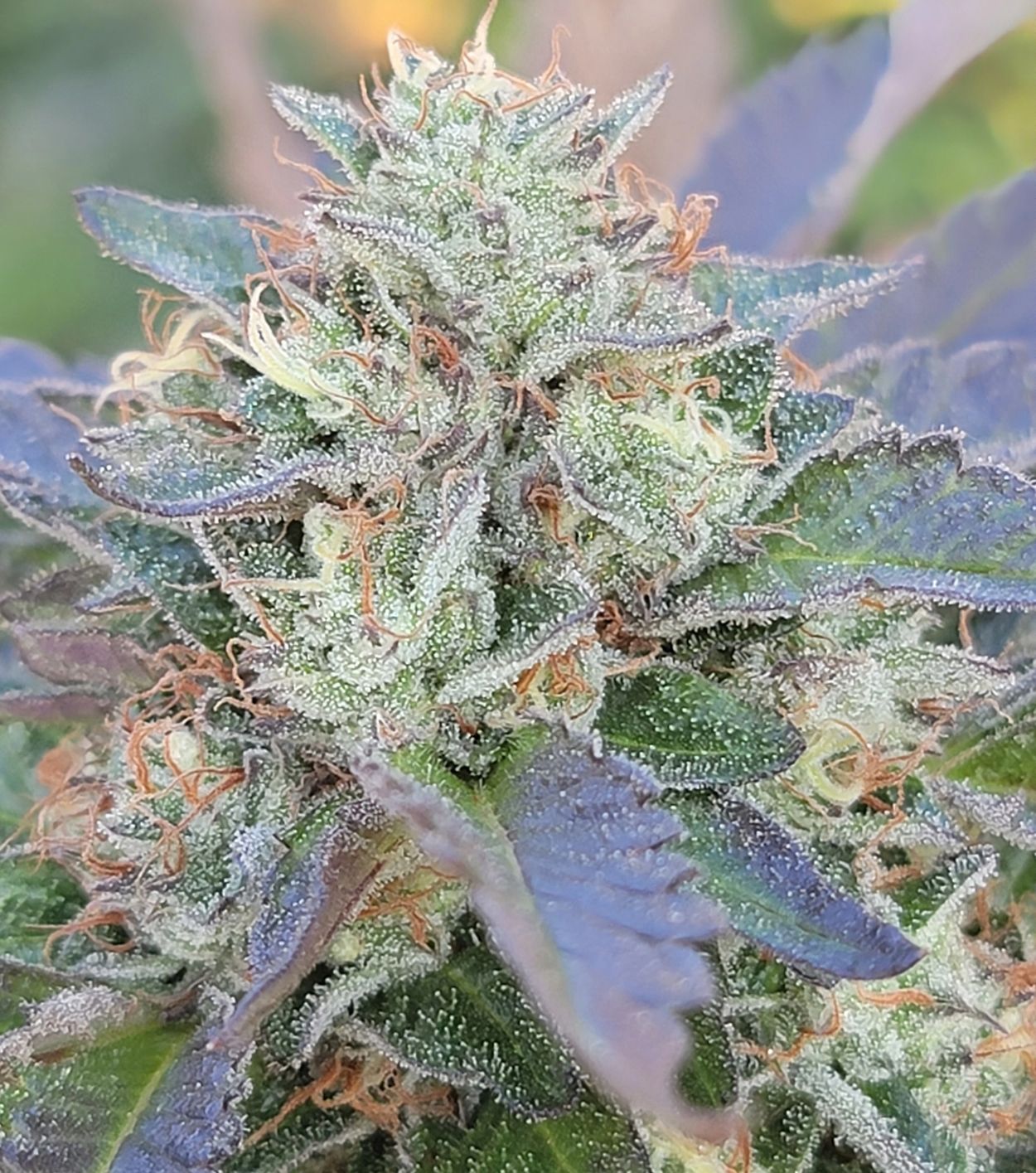 Gelato 41 x Dosidos #7