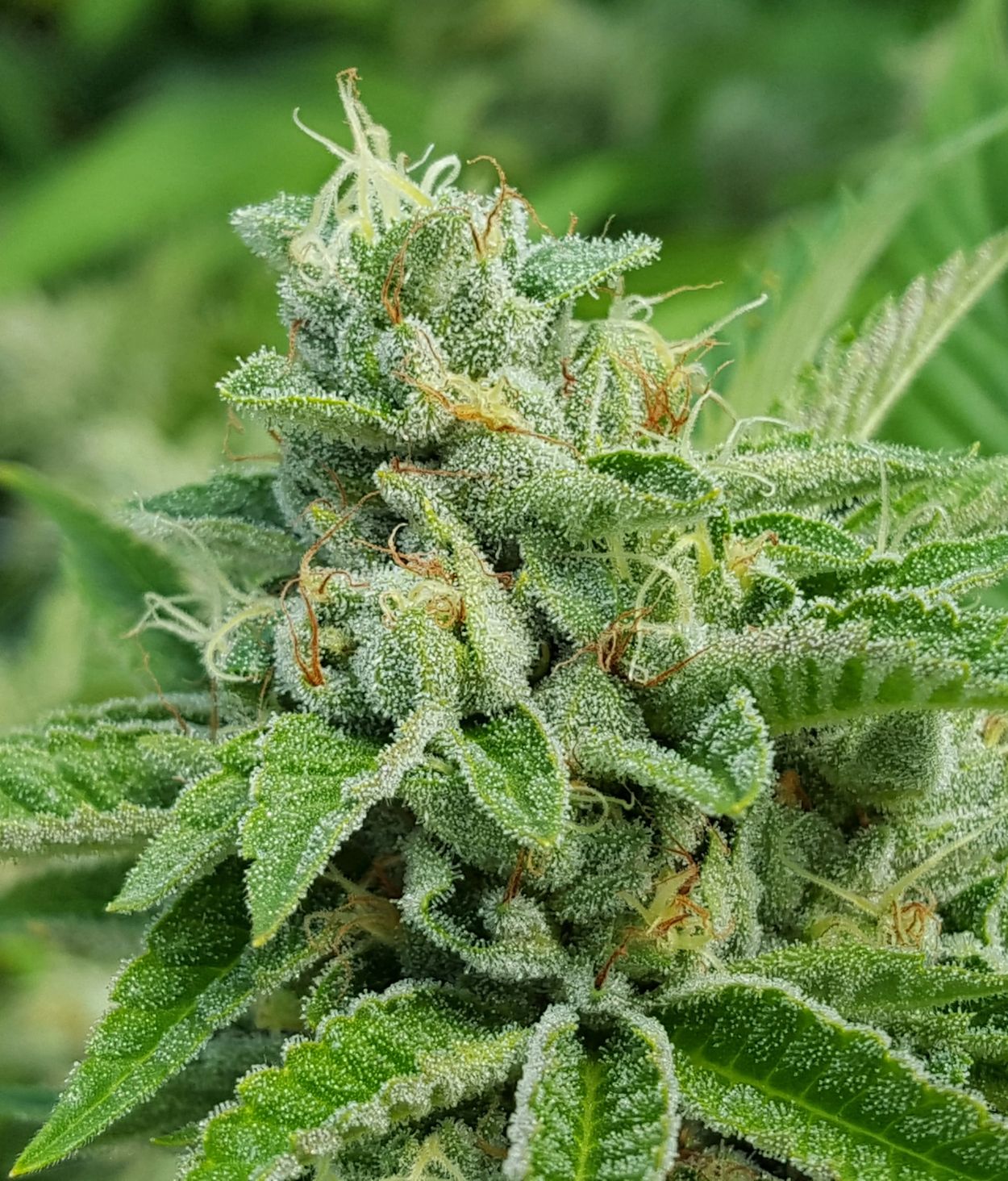 Scooby Snacks Light Dep