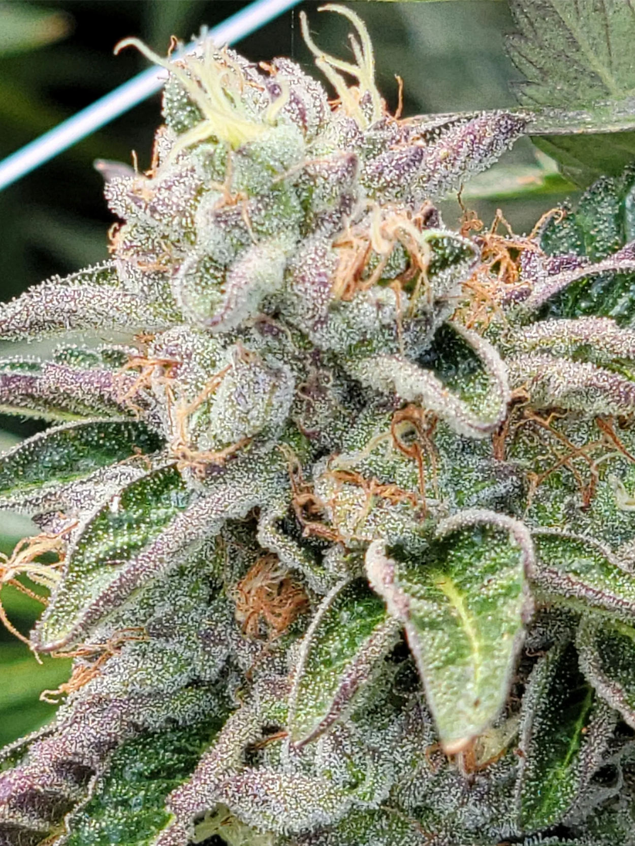 Dosidos #22 Light Dep.