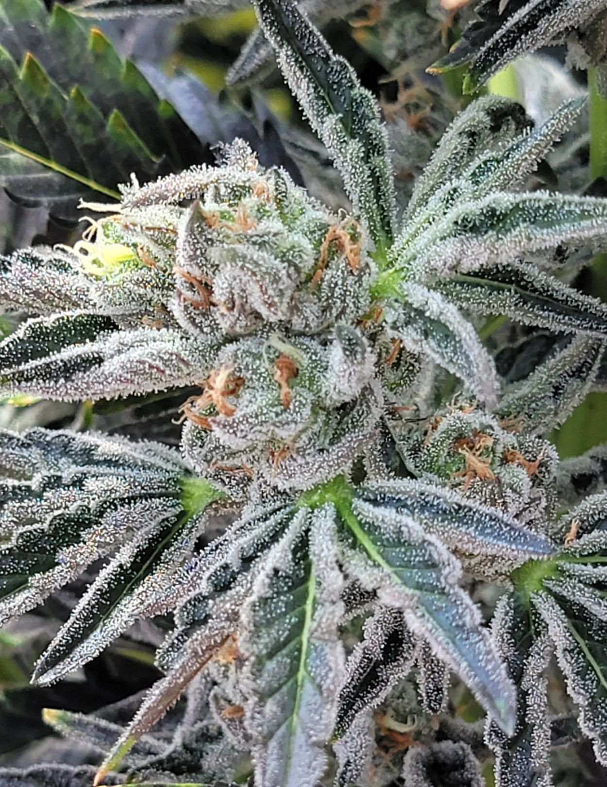 Lemon Cherry Gelato