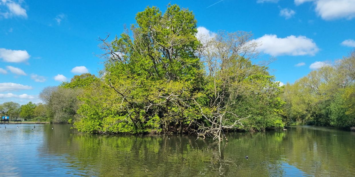 a beautiful tree in the nature