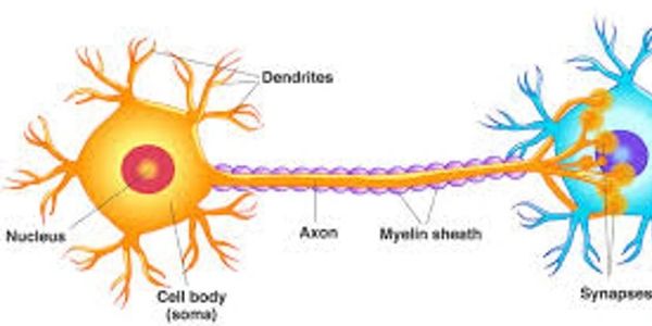 Axon Bodywork, Denver Massage
Axon: The channel of a nerve cell that carries electrical impulses
