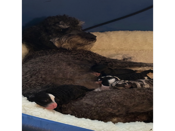 Momma Lara, first litter of multigens, miniature size. Ready mid July for pickup in Illinois or Flor