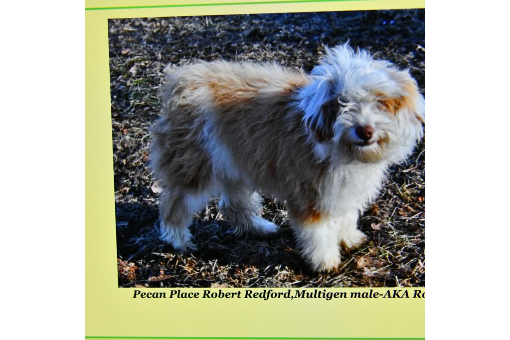 Non Merle tuxedo pattern