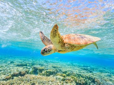 A sea turtle swimming gracefully near the ocean surface.