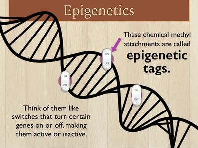 The Science of Epigenetics proves you are what you eat and what you eat changes your DNA