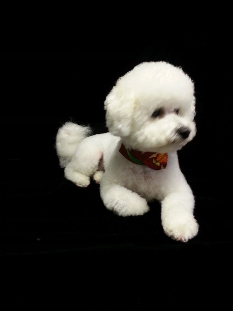 Groomed Bichon