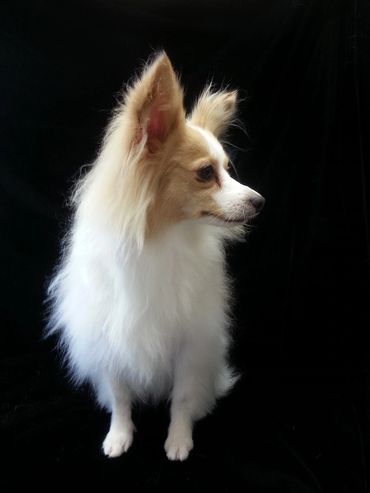 Papillion