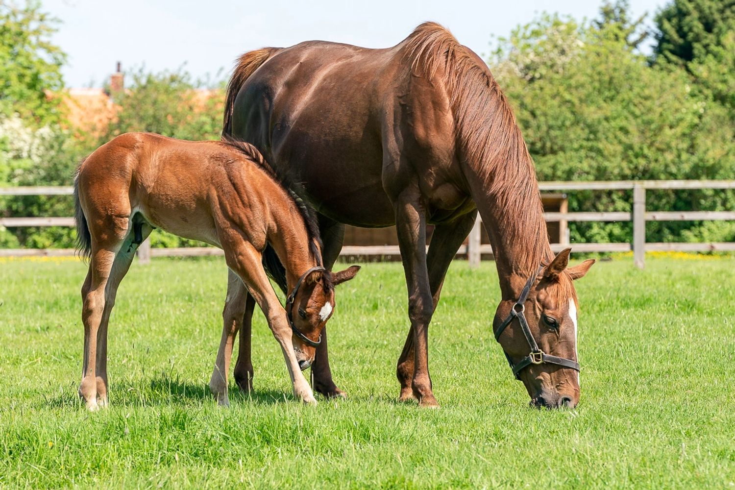 Foal with a mare on a summer pasture