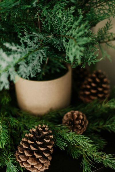Pine cones and green foliage with a potted plant.