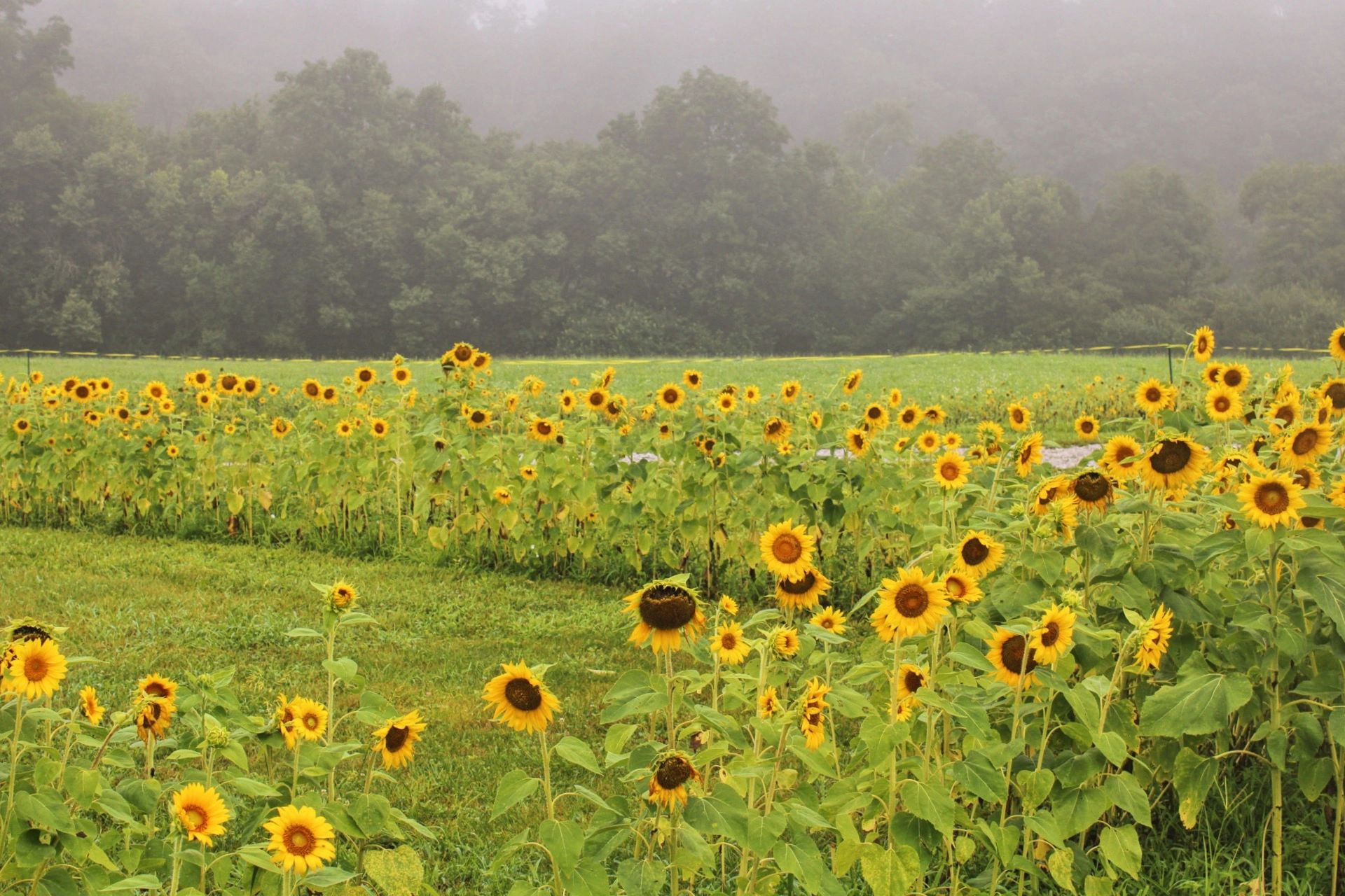 Field of sunflowers on a misty day.