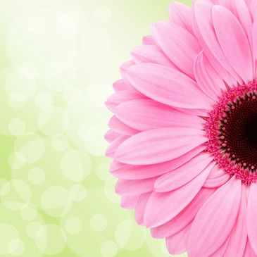 Close-up of a pink gerbera daisy with a soft green bokeh background.