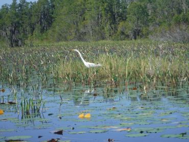 A white heron stands in a marsh surrounded by lily pads and tall grass.